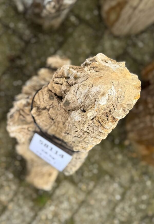 Memorial stone petrified wood 58114