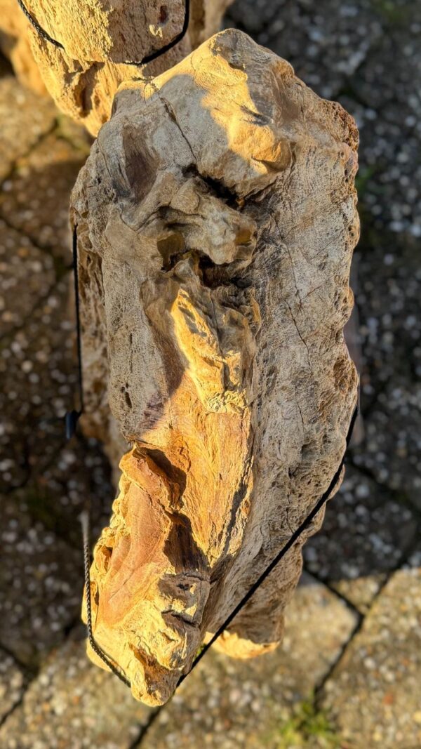 Memorial stone petrified wood 58115
