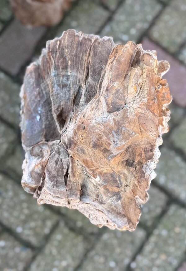 Memorial stone petrified wood 58118