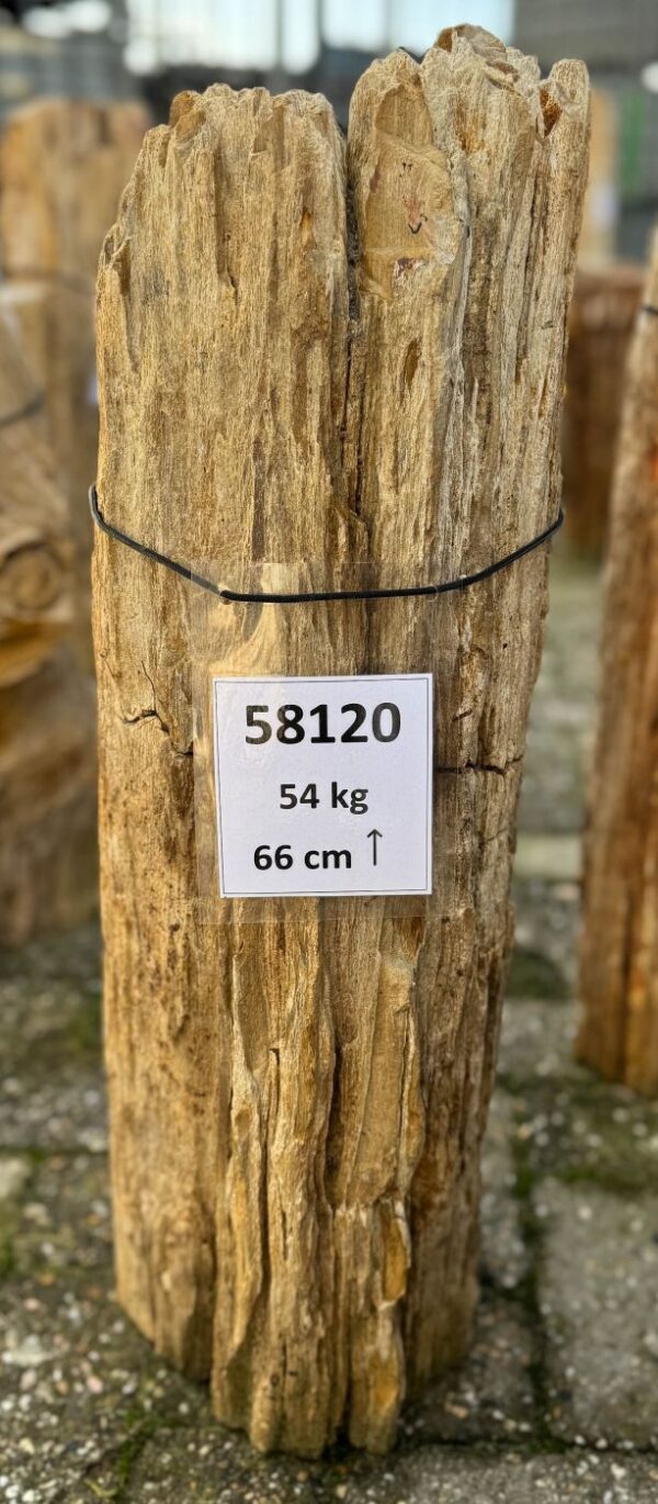 Memorial stone petrified wood 58120
