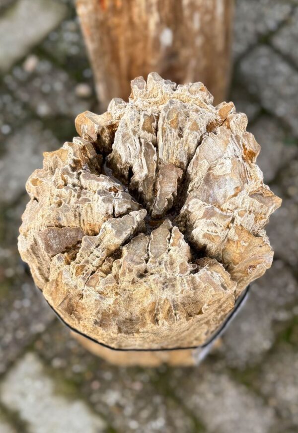 Memorial stone petrified wood 58120