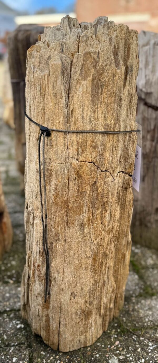 Memorial stone petrified wood 58120