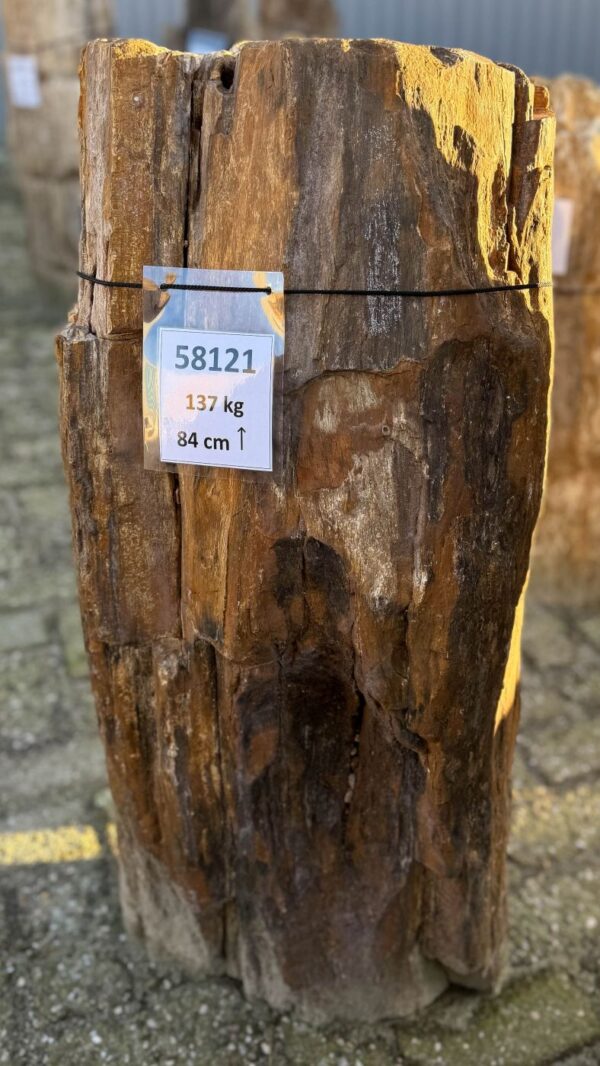 Memorial stone petrified wood 58121