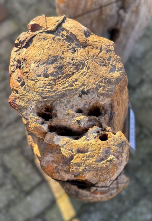 Memorial stone petrified wood 58121