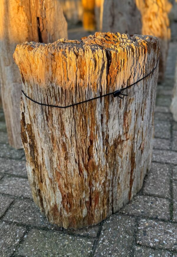 Memorial stone petrified wood 58123