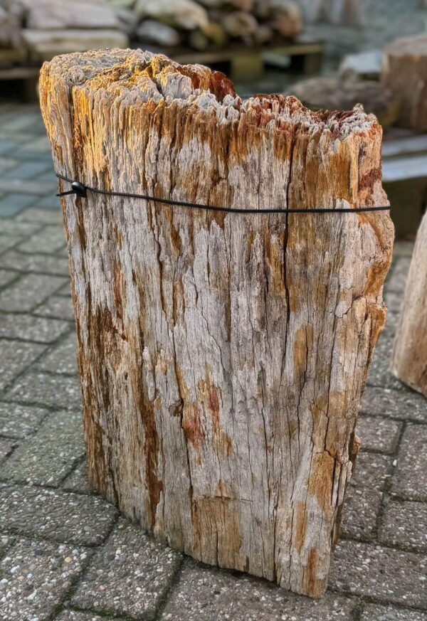 Memorial stone petrified wood 58123