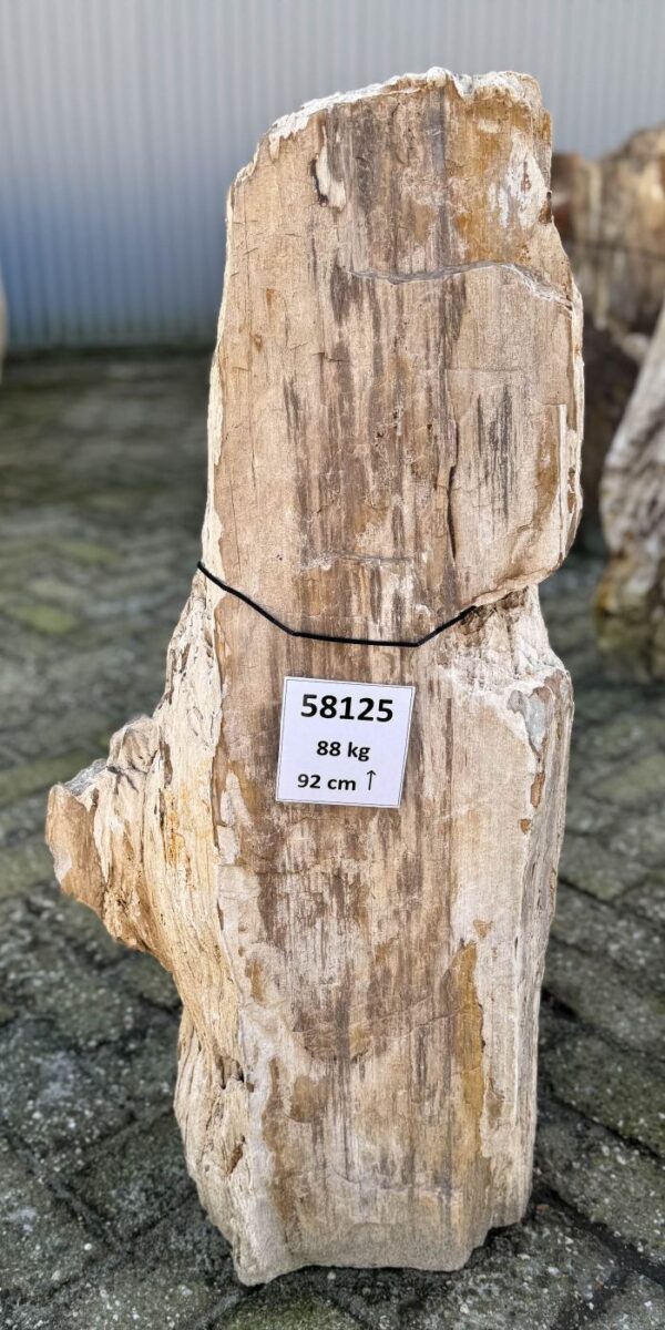Memorial stone petrified wood 58125