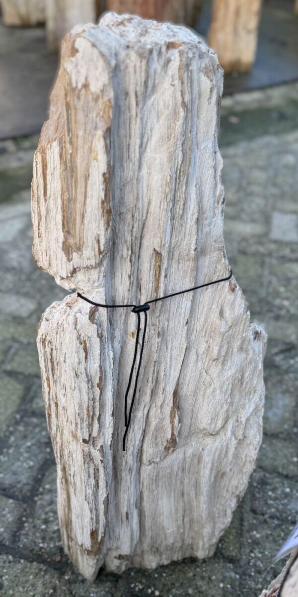 Memorial stone petrified wood 58125