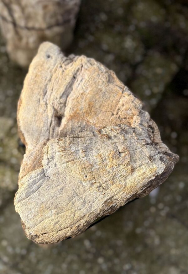 Memorial stone petrified wood 58128