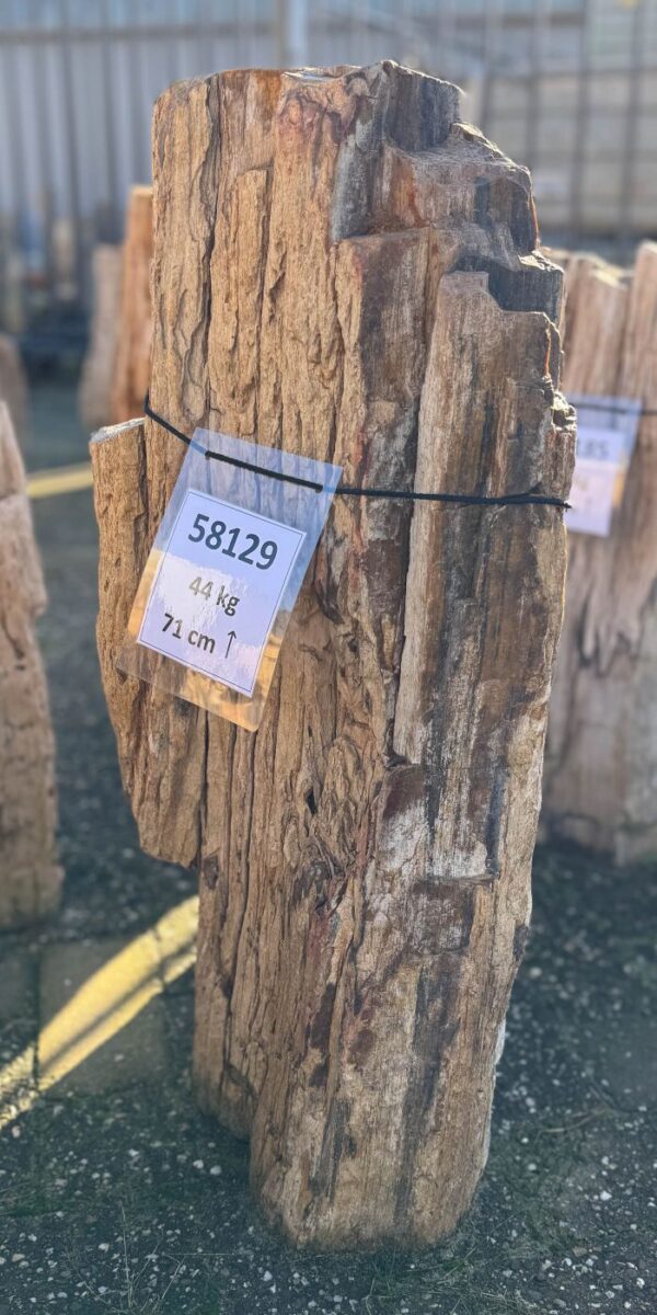 Memorial stone petrified wood 58129