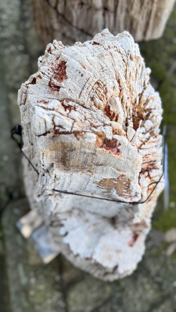 Memorial stone petrified wood 58132