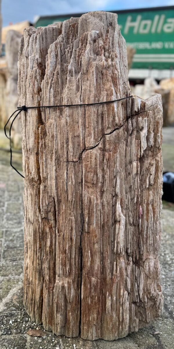 Memorial stone petrified wood 58133