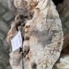 Memorial stone petrified wood 58135