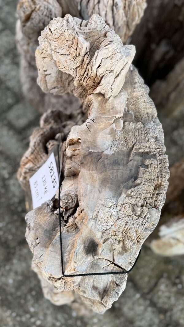 Memorial stone petrified wood 58135