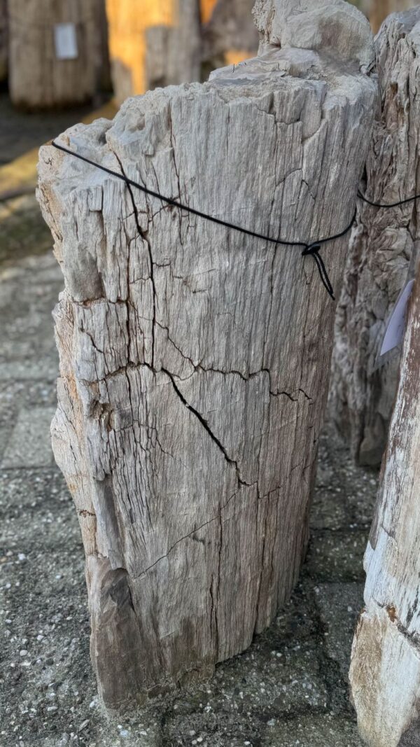 Memorial stone petrified wood 58135