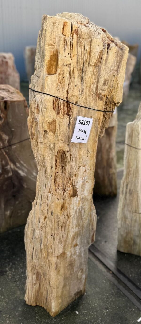 Memorial stone petrified wood 58137