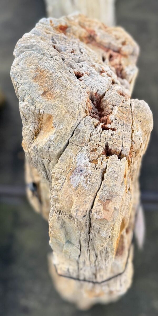Memorial stone petrified wood 58137
