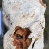 Memorial stone petrified wood 58138