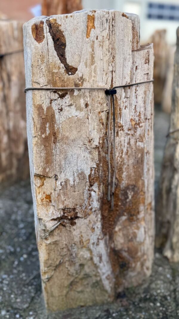 Memorial stone petrified wood 58138