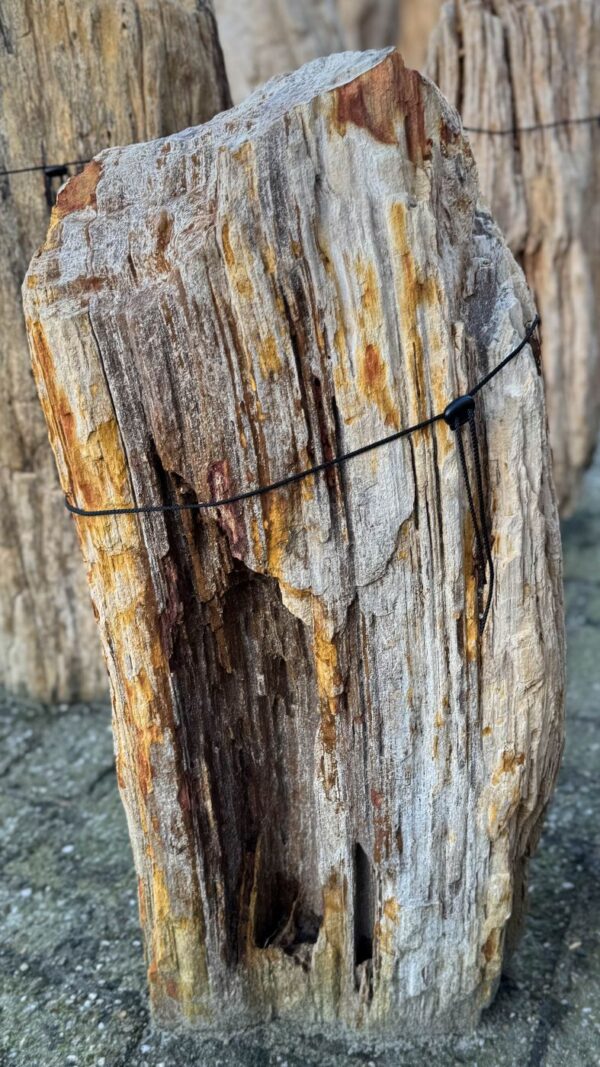 Memorial stone petrified wood 58140