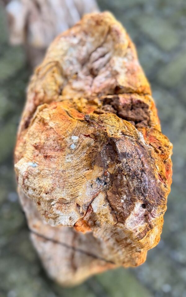 Memorial stone petrified wood 58142