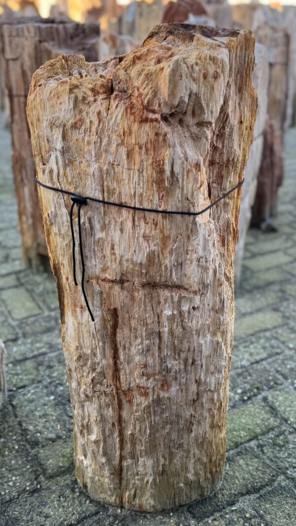 Memorial stone petrified wood 58142