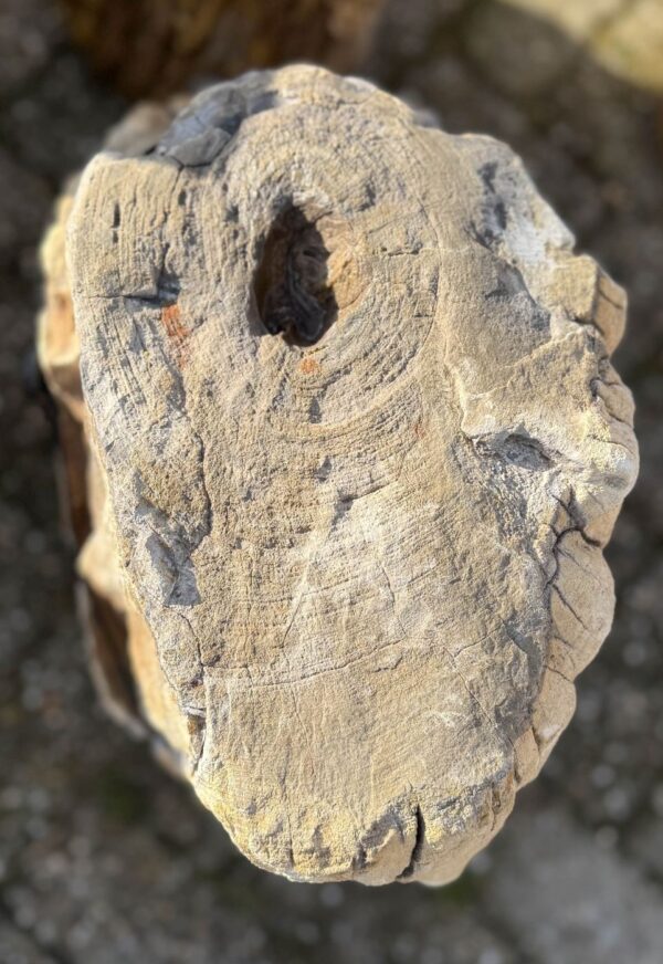 Memorial stone petrified wood 58148