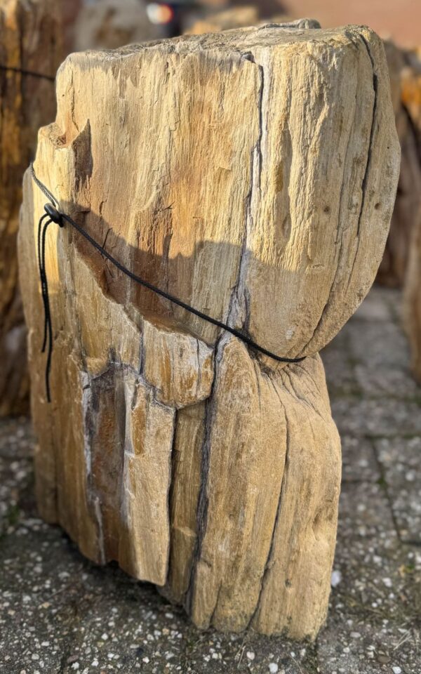 Memorial stone petrified wood 58148