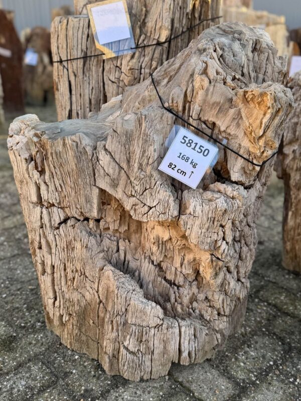 Memorial stone petrified wood 58150