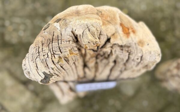 Memorial stone petrified wood 58240