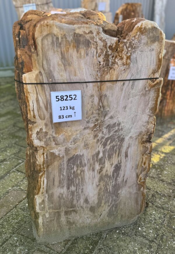 Memorial stone petrified wood 58252