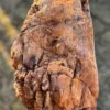 Memorial stone petrified wood 58252