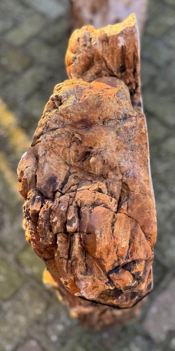 Memorial stone petrified wood 58252