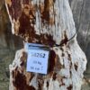Memorial stone petrified wood 58262