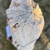 Memorial stone petrified wood 58262