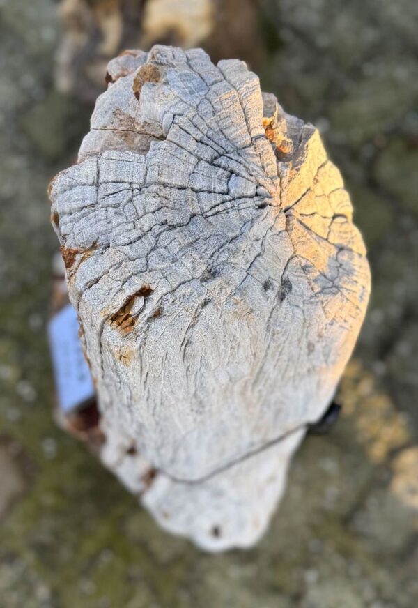 Memorial stone petrified wood 58262