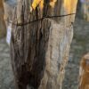 Memorial stone petrified wood 58263