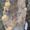 Memorial stone petrified wood 58263