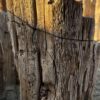 Memorial stone petrified wood 58263