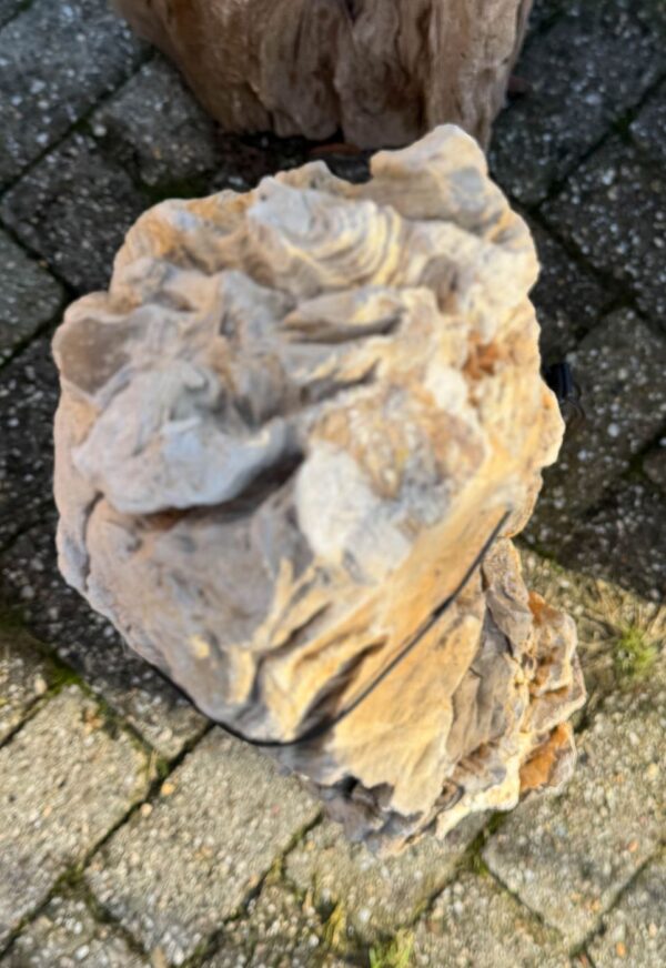 Memorial stone petrified wood 58264