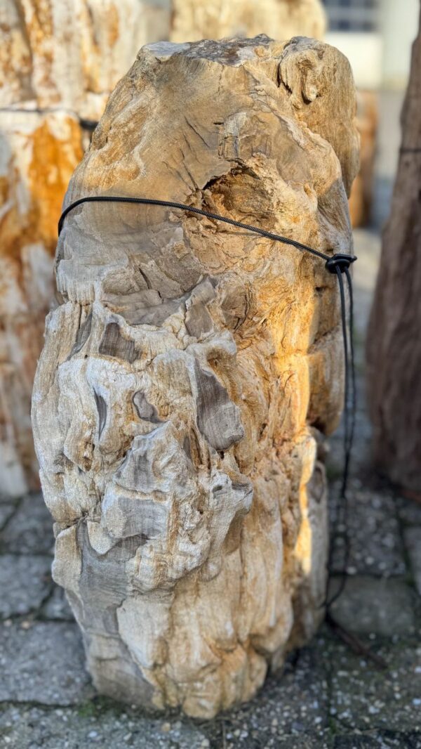 Memorial stone petrified wood 58264