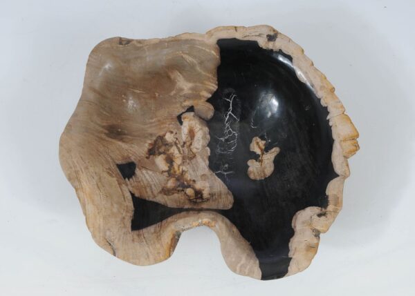 Schale versteinertes Holz 52380