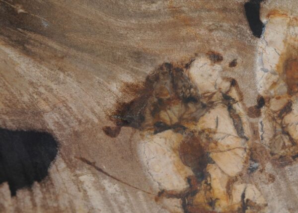 Schale versteinertes Holz 52380