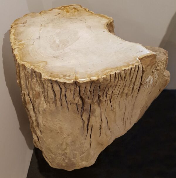 Pierre tombale bois pétrifié 24010