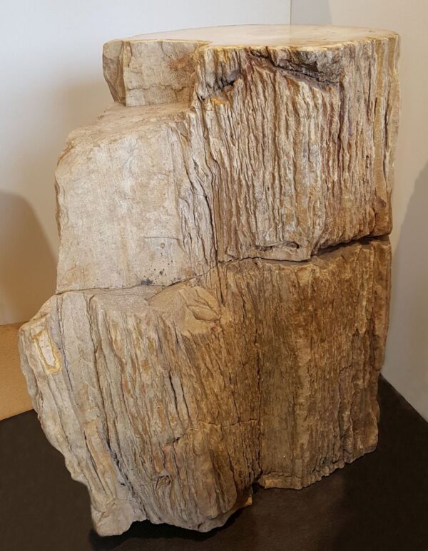 Pierre tombale bois pétrifié 24010