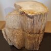 Pierre tombale bois pétrifié 24010