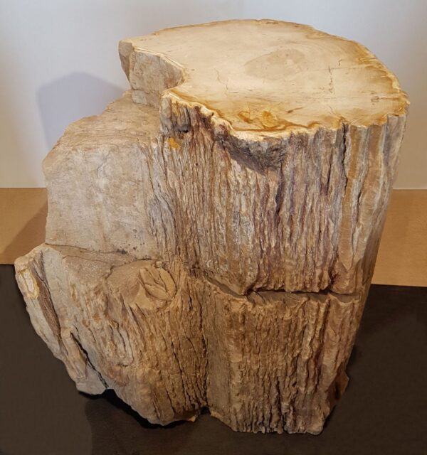 Pierre tombale bois pétrifié 24010