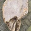 Grabstein versteinertes Holz 24010