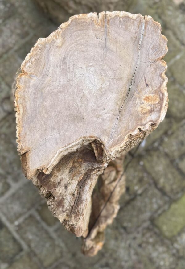 Grabstein versteinertes Holz 24010