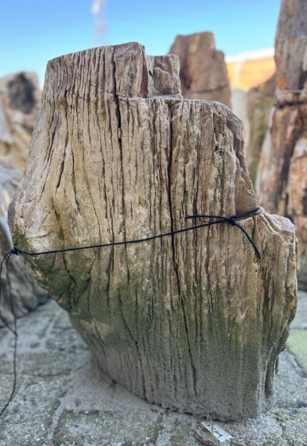 Grabstein versteinertes Holz 24010